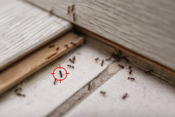 Best Best Pest Control Companies  in Virginia, IL