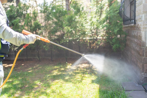 Wasp Removal Services in Virginia, IL